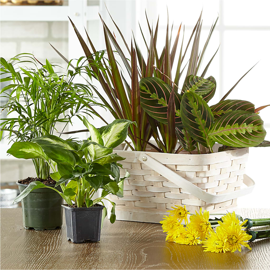 Florist Designed Blooming and Green Plants in a Basket – Panda Flowers Canada Inc, Calgary AB