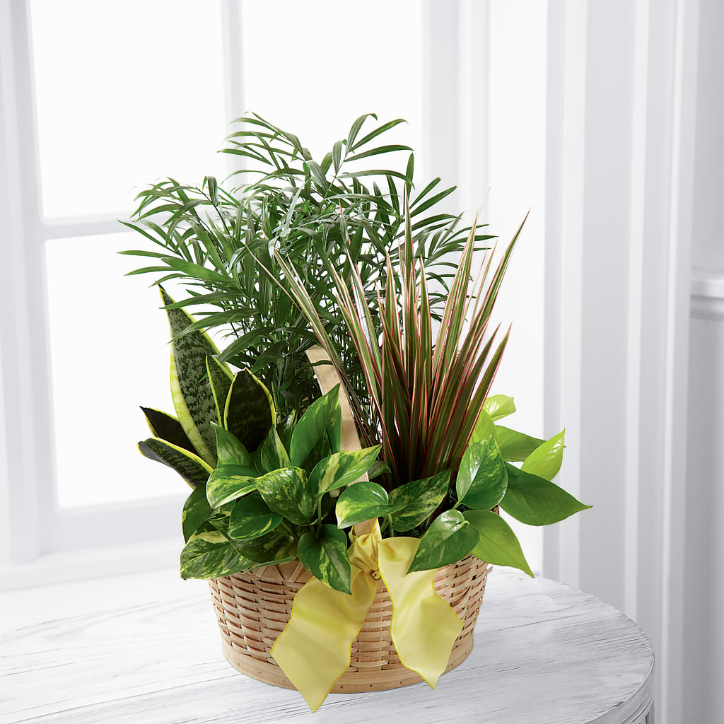 French Garden – Panda Flowers Canada Inc, Calgary AB