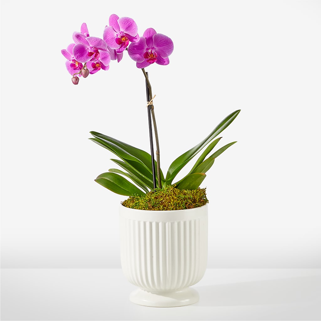 Friendly Fuchsia Orchid – Panda Flowers Canada Inc, Calgary AB