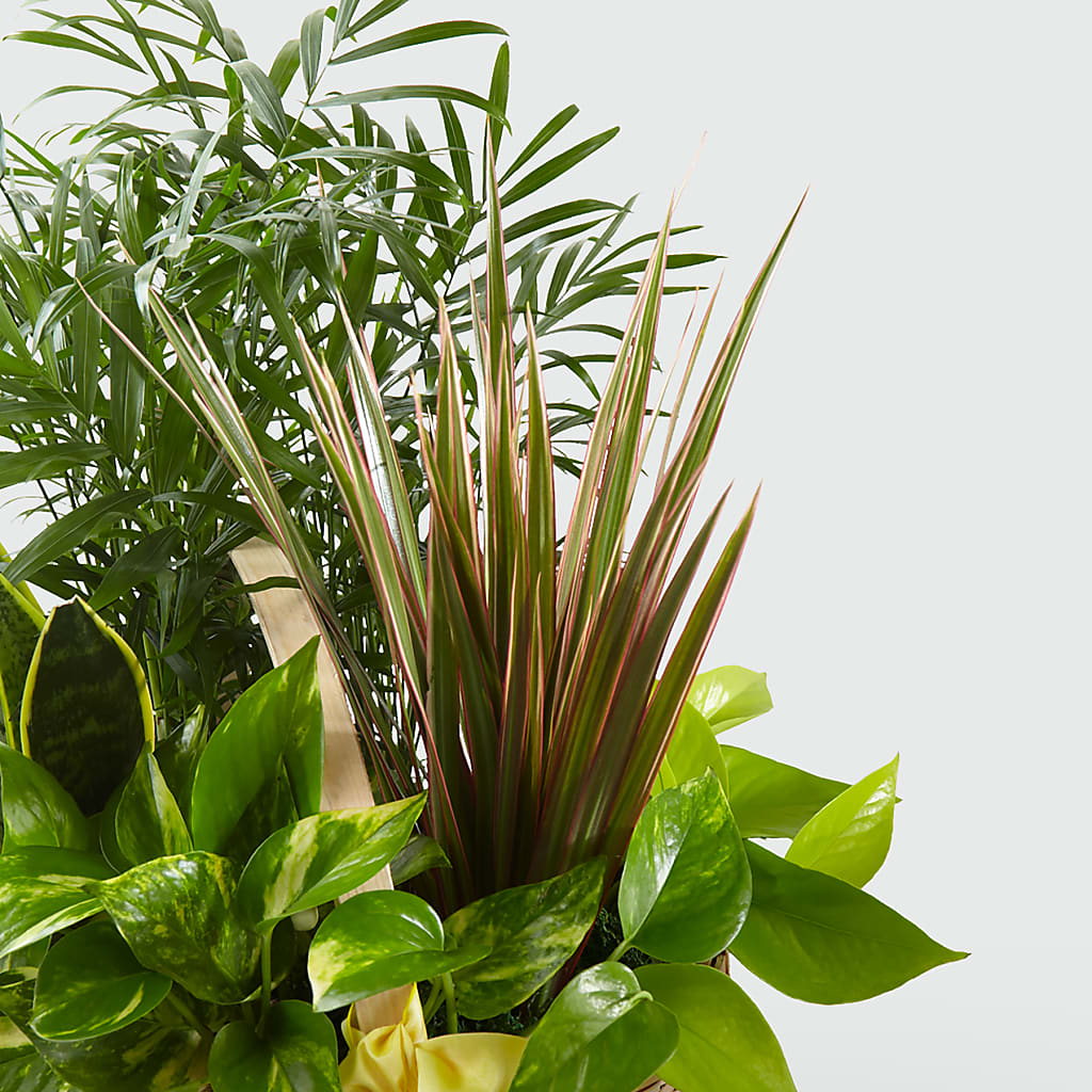 French Garden –  Panda Flowers Canada Inc, Calgary AB